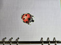 Ladybug Water Resistant Sticker